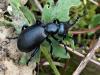 Meloe proscarabaeus